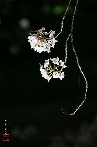 【桜】山崎川ライトアップ