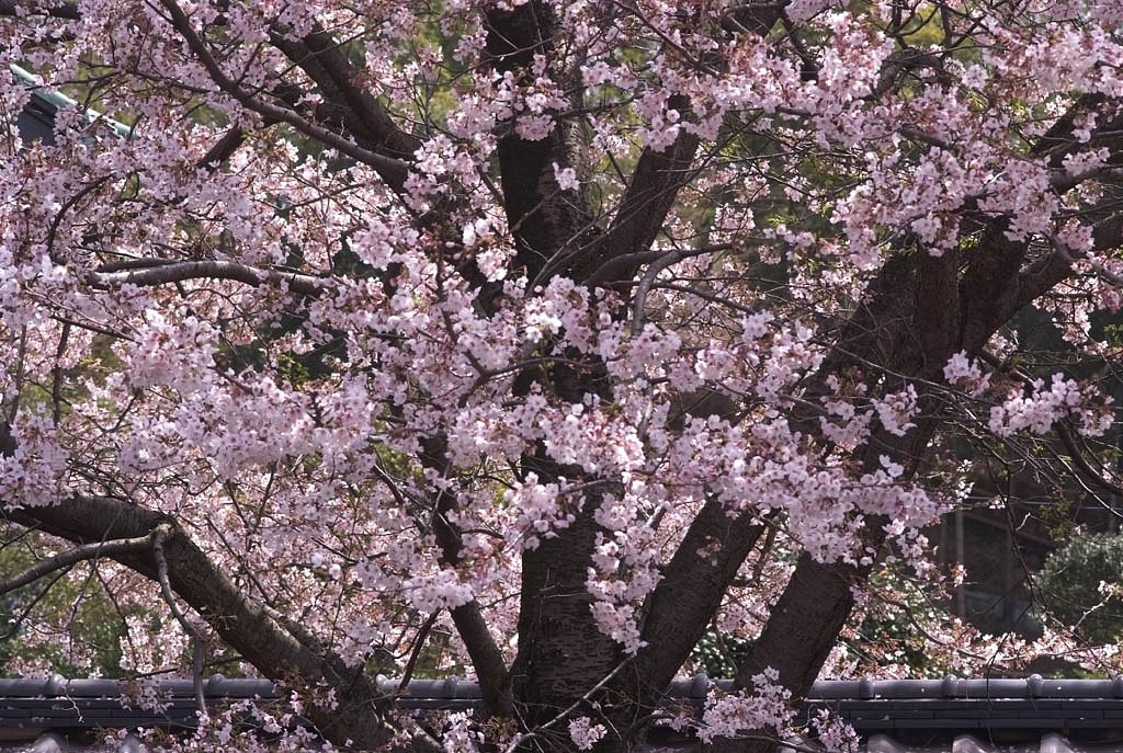 旧家の桜
