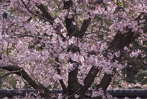 旧家の桜