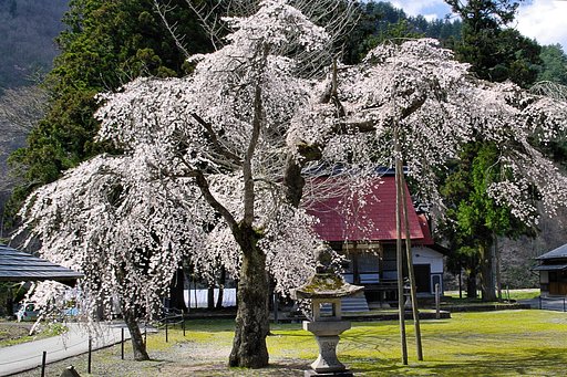 通りがかり枝垂れ【桜】