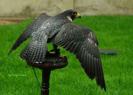 Bird