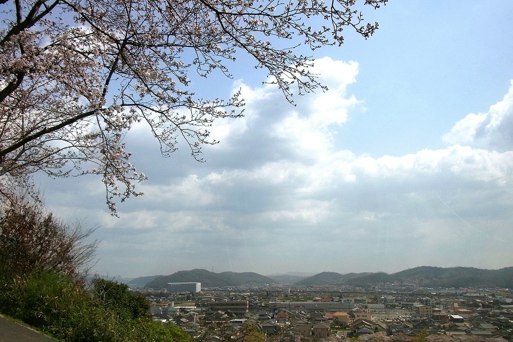 サクラが桜を
