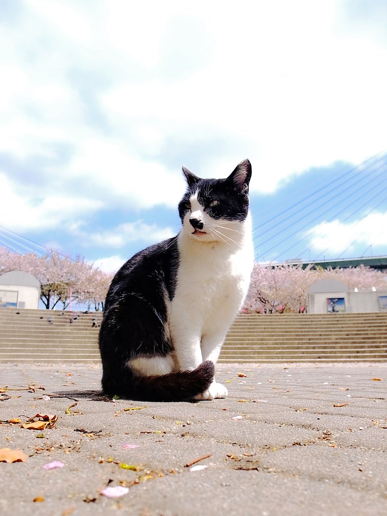 猫の花見