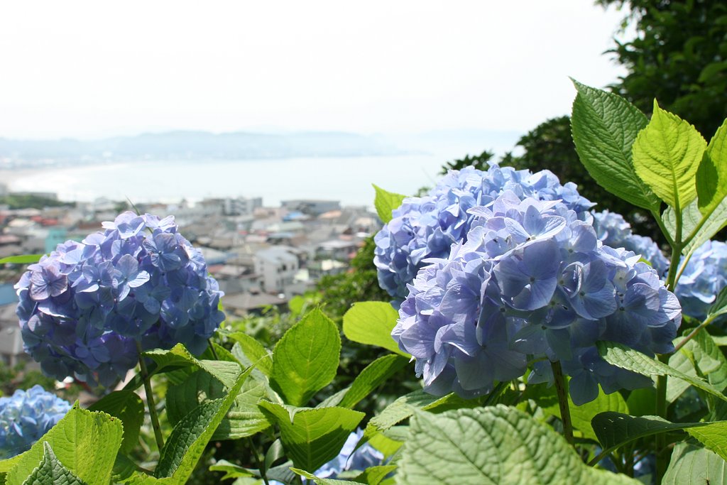 由比ガ浜を望む