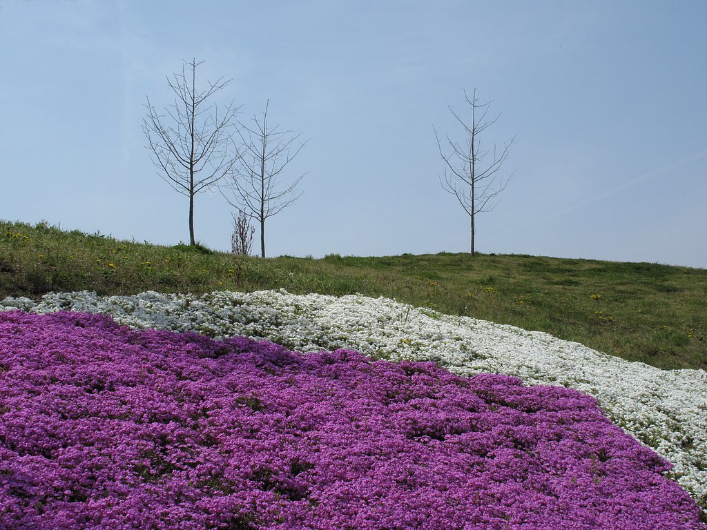 芝桜二色