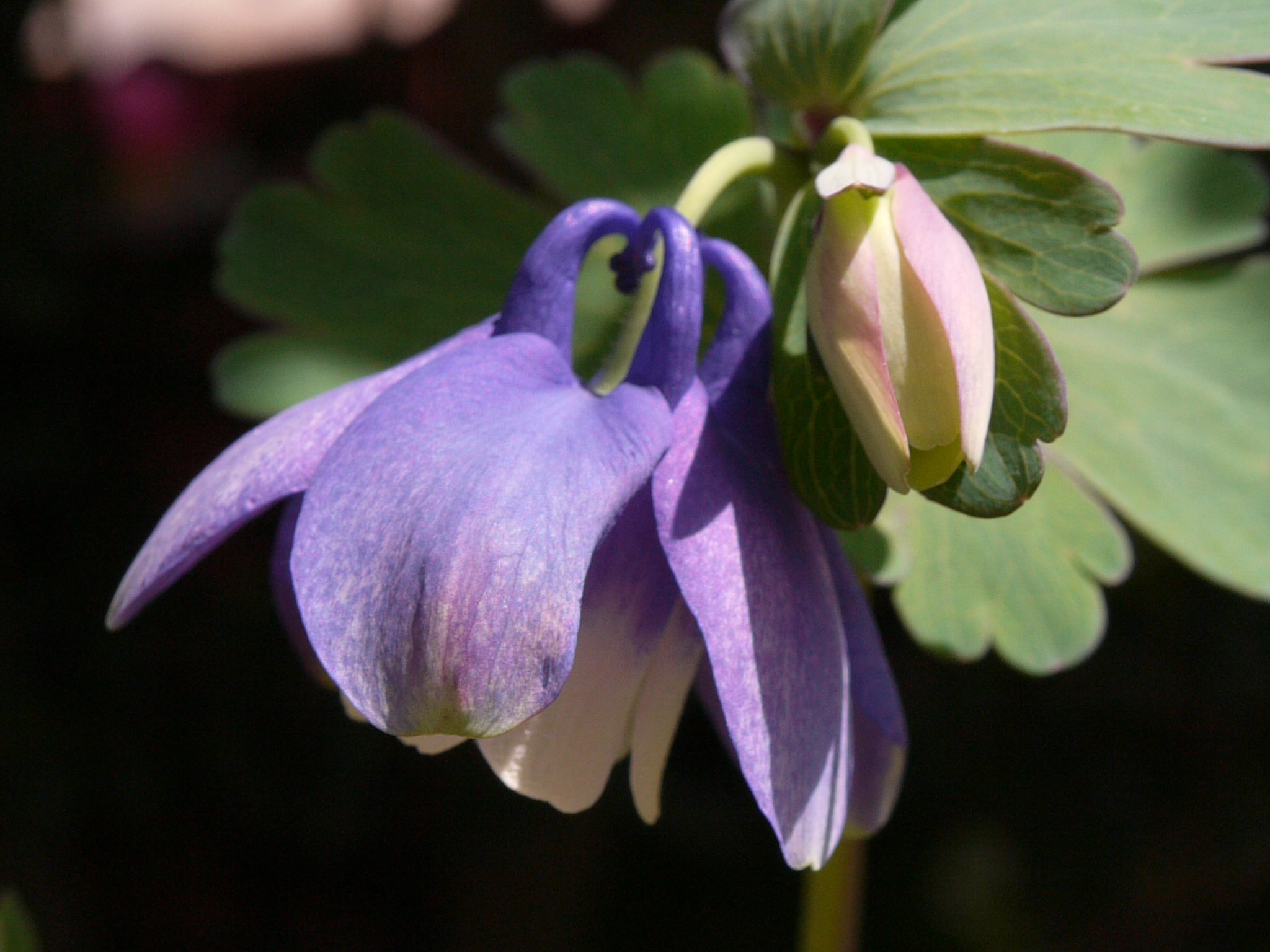 好みの色の花が咲きました。