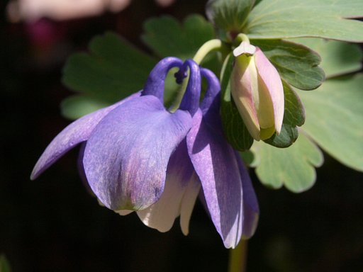 好みの色の花が咲きました。