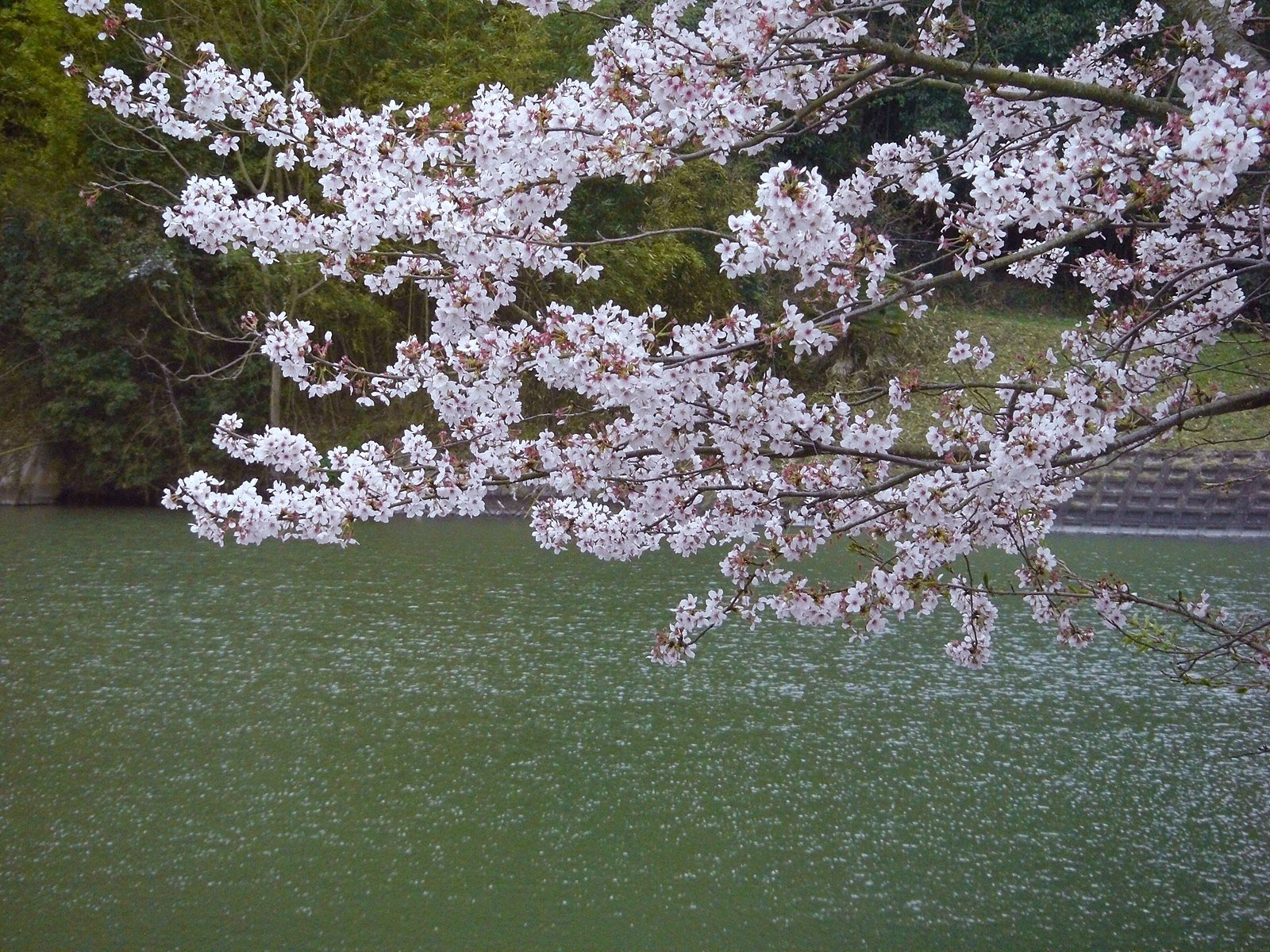 水辺の桜