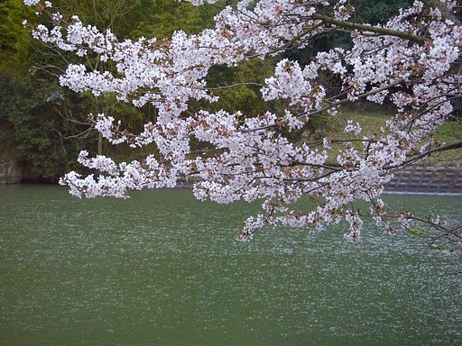 水辺の桜