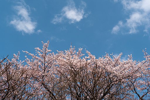 名残の桜