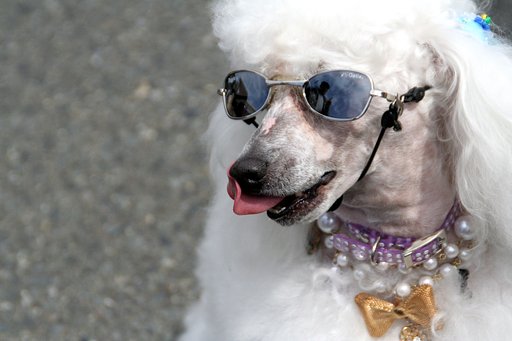 わんダフル