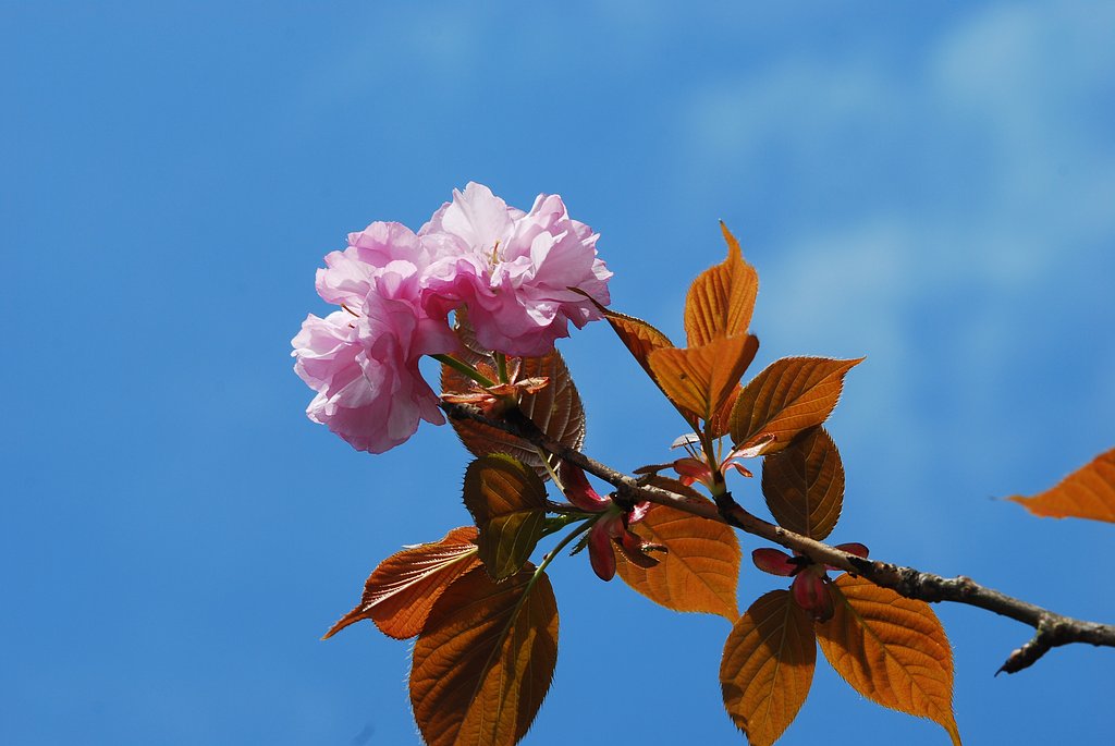 八重桜
