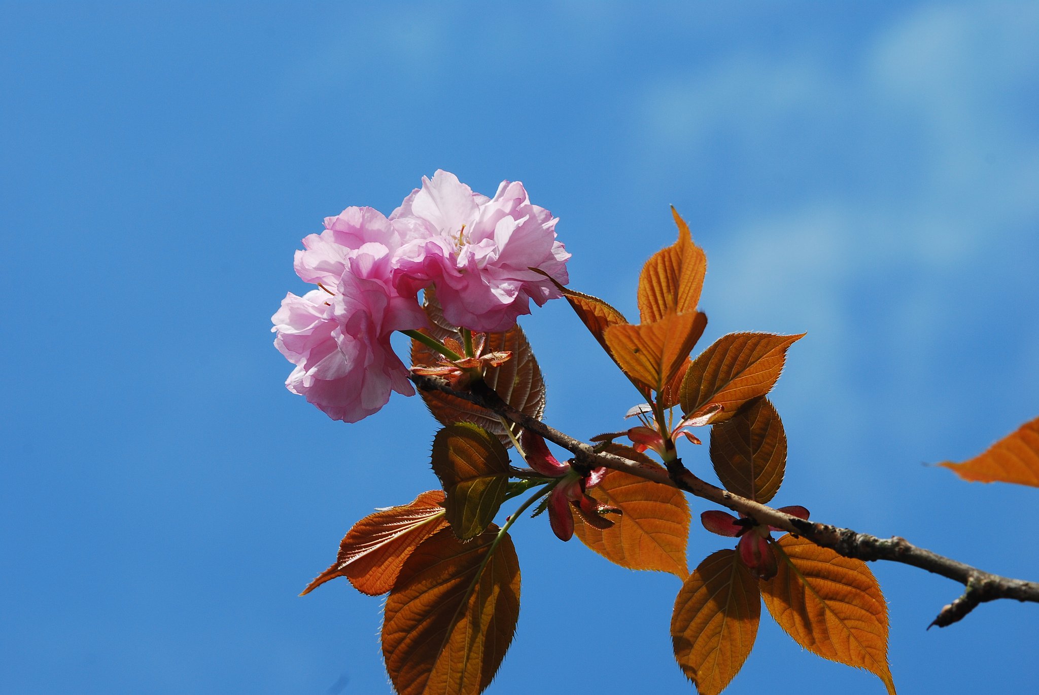 八重桜
