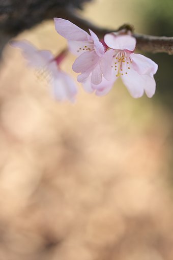 春の微睡
