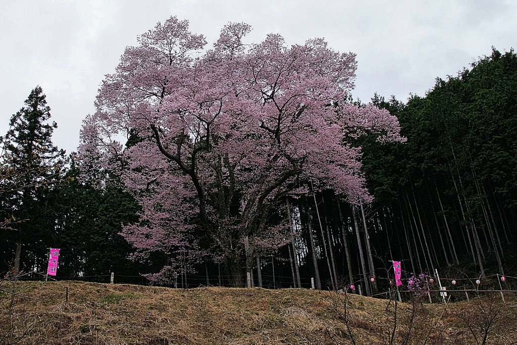 【桜】めぐり