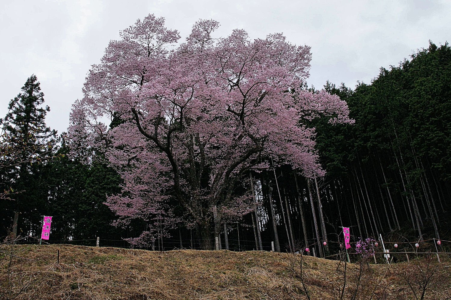 【桜】めぐり