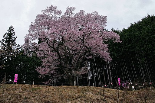 【桜】めぐり