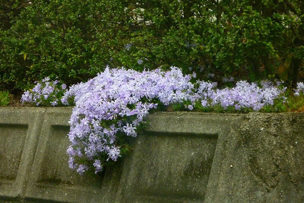 芝桜