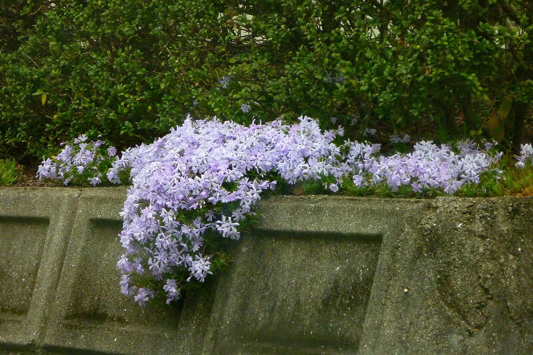 芝桜