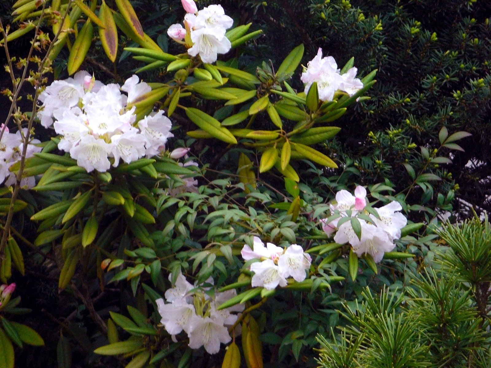 何の花？