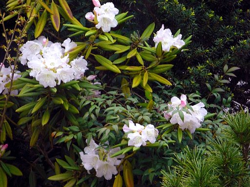 何の花？