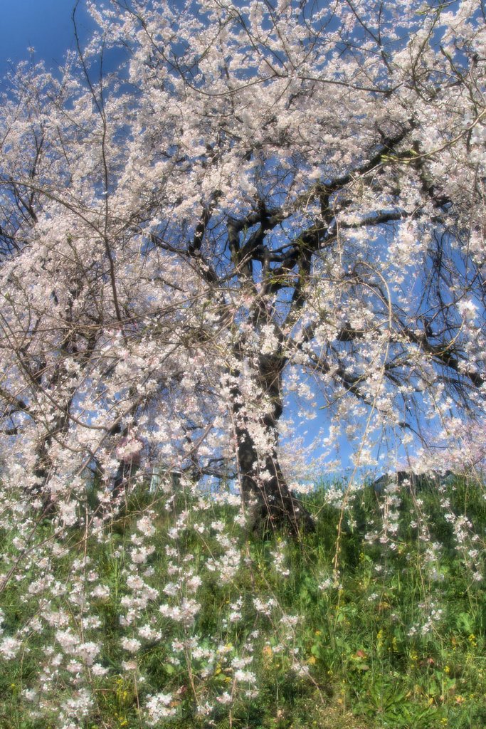 名無しだれ【桜】