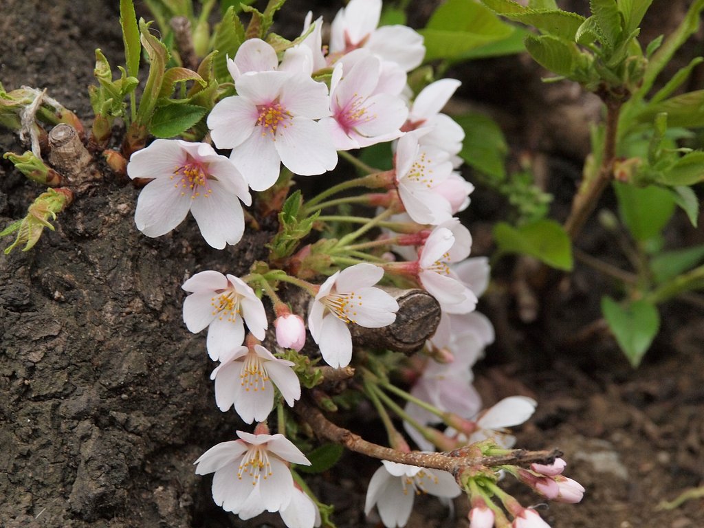 【桜】 応援してあげてください