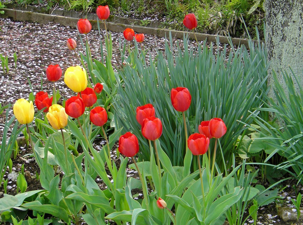 ♪咲いた咲いたチューリップの花が♪