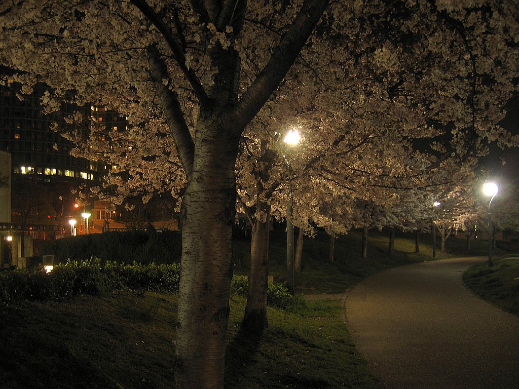 大阪桜は眠らない