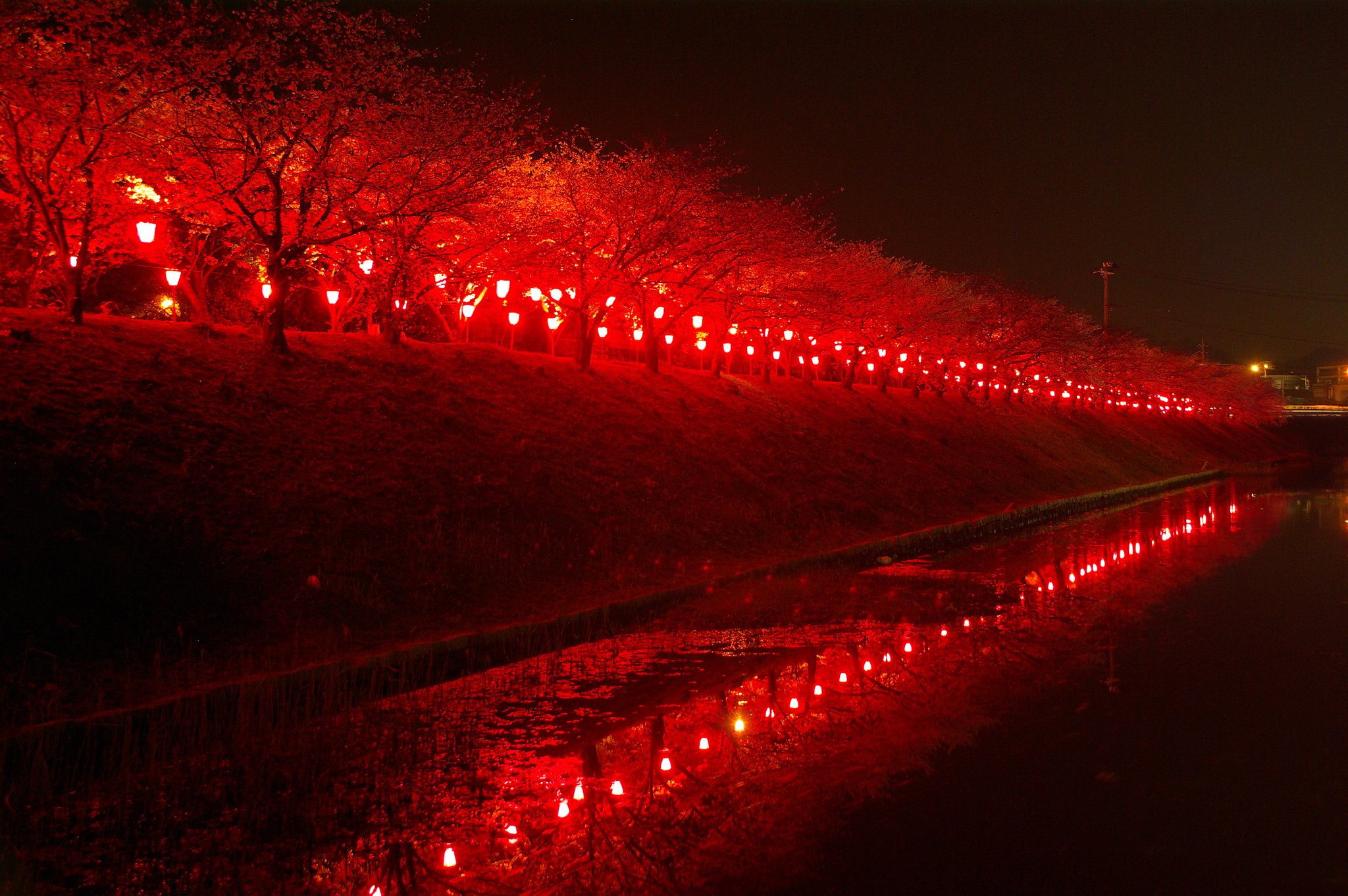 【桜】 夜桜