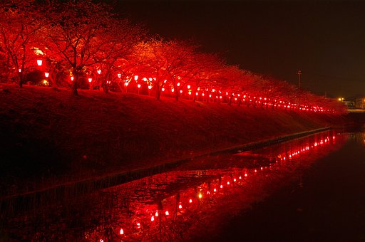 【桜】 夜桜