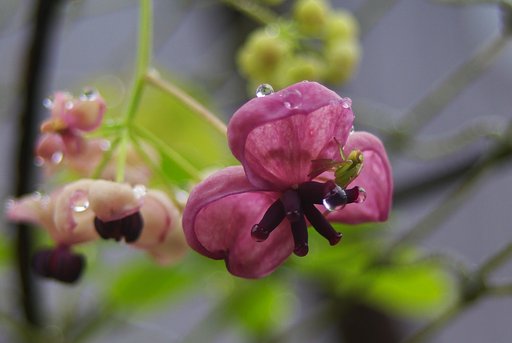 アケビの雌花と蜘蛛