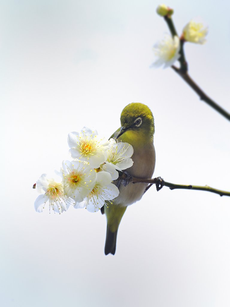 梅とメジロ