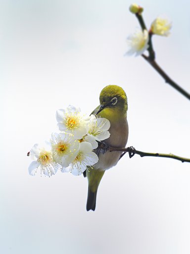 梅とメジロ
