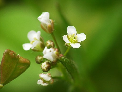 可愛い花
