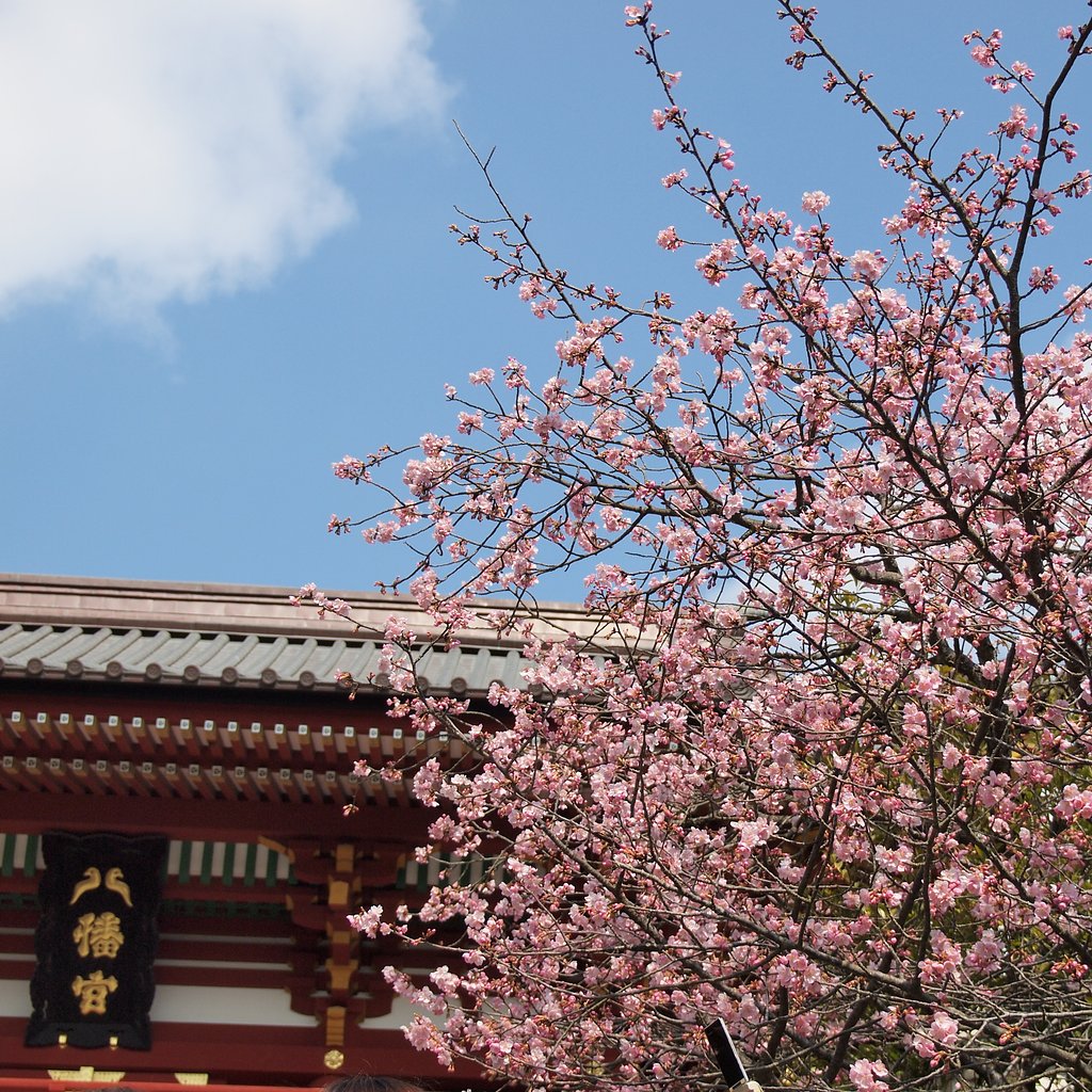 鶴岡八幡宮河津桜