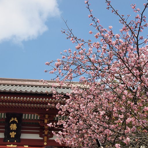 鶴岡八幡宮河津桜
