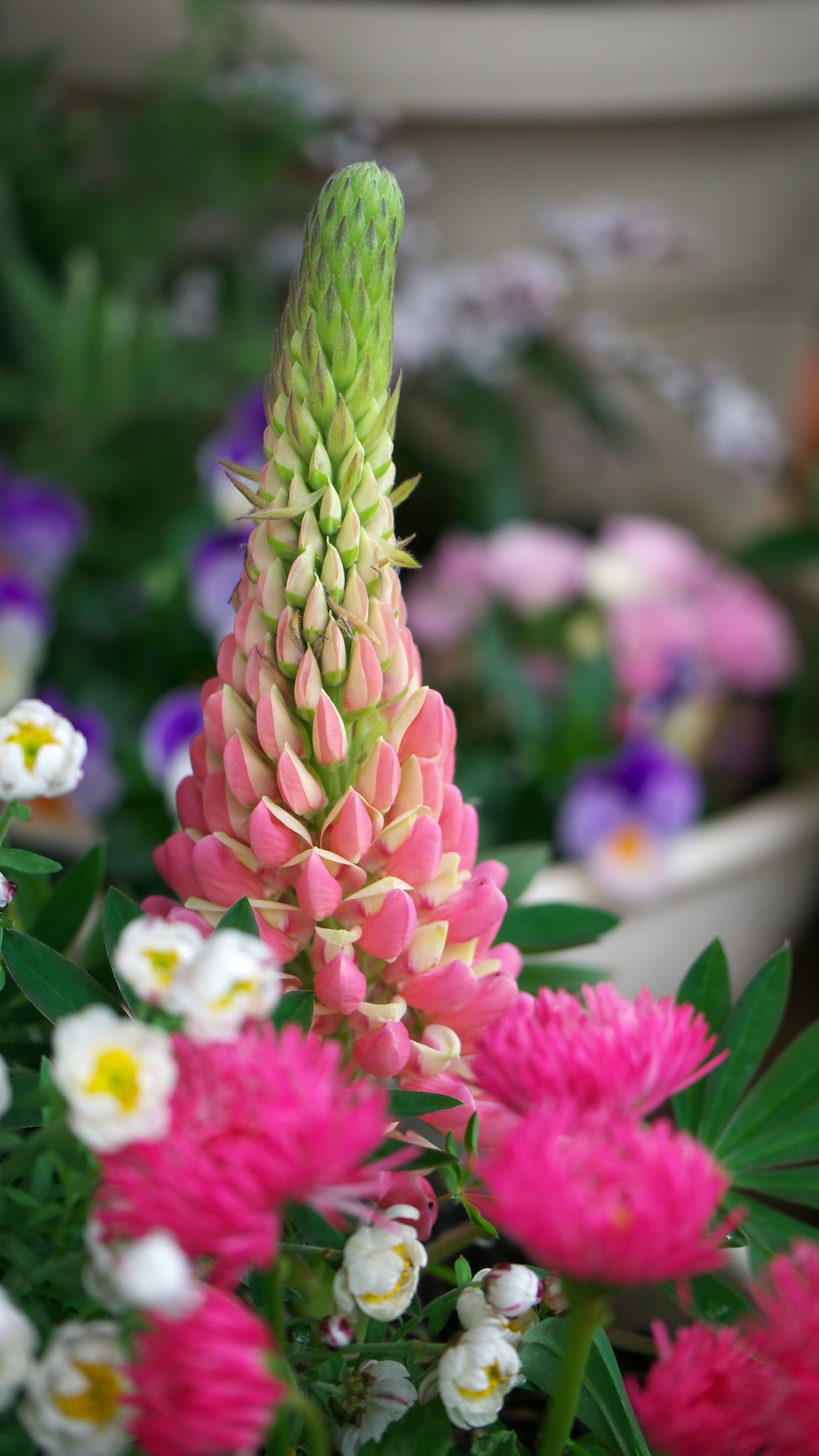 春の寄せ植え