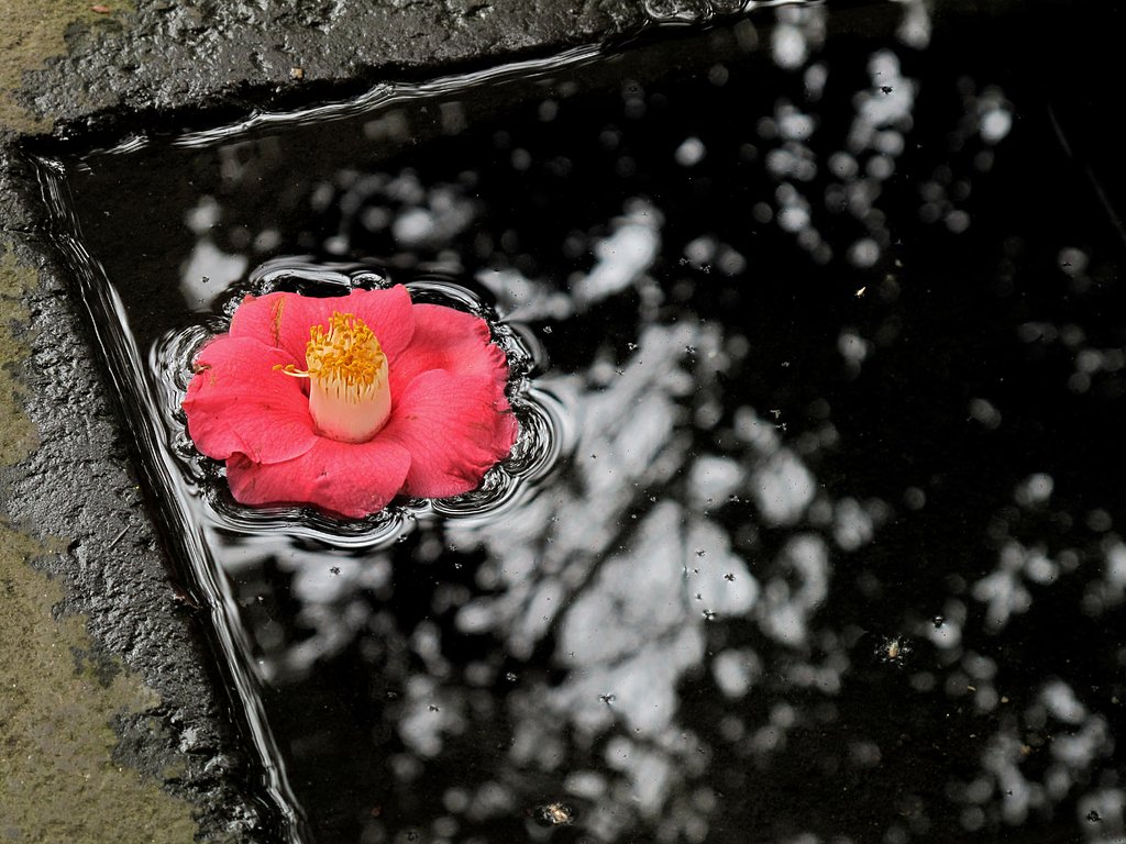 椿