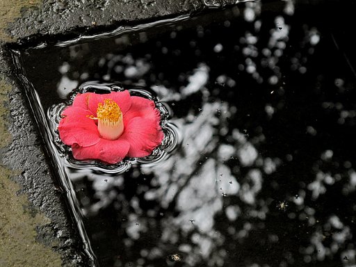 椿