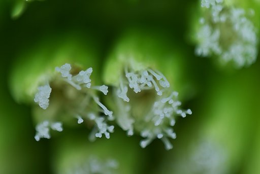 蕗の雌花を見つけました!
