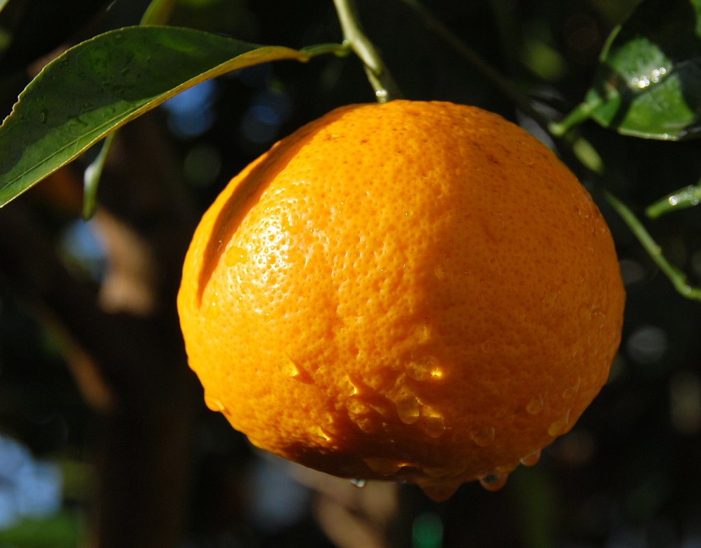 「夏みかん」の挨拶