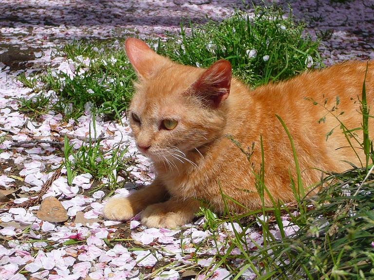 はじめての猫撮り