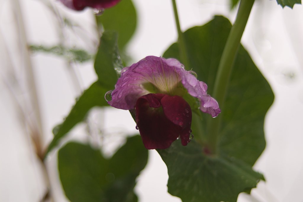 エンドウの花