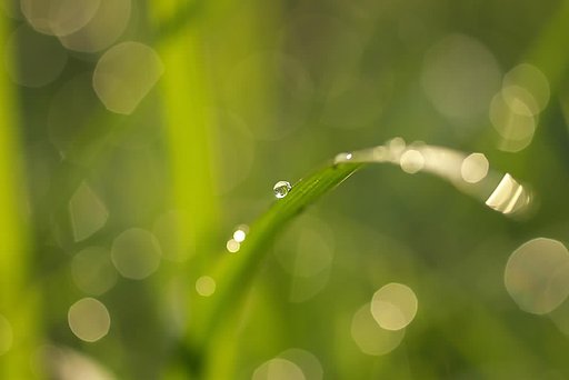 朝の水滴