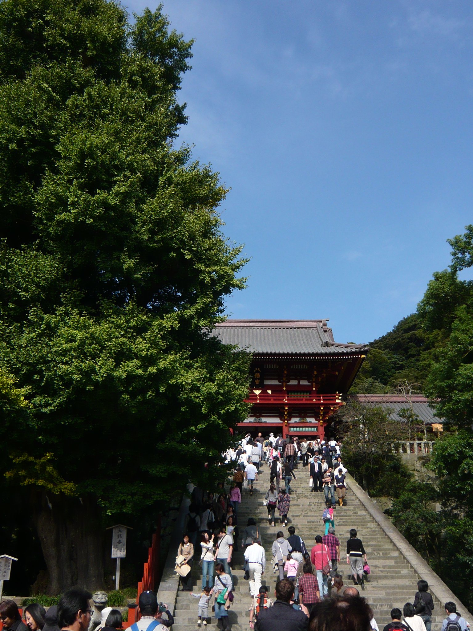 【凛】大銀杏