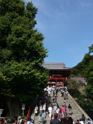 【凛】大銀杏