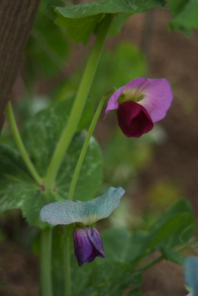 ツートンカラーの花