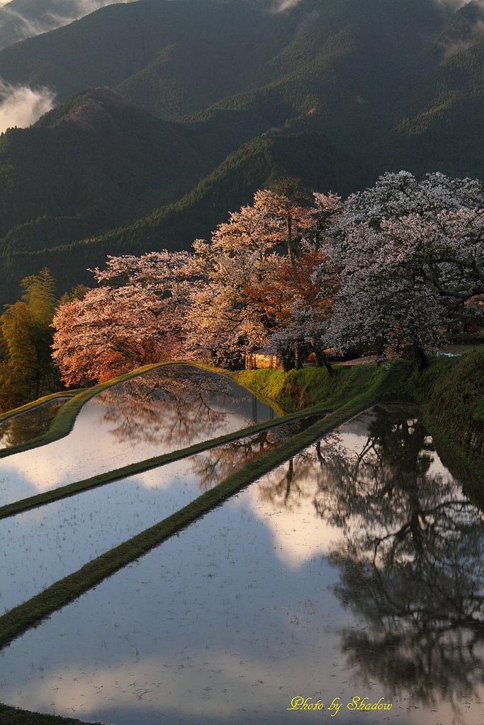 三多気の桜　満開