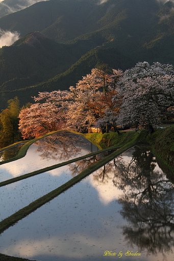 三多気の桜　満開